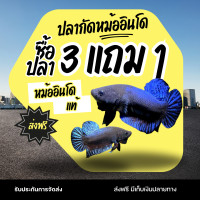 ราคา ปลากัดสายกัด กัดอินโด ทน หมักอย่างดี ปลากัดเก่ง (23730459765)