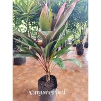 ราคา หมากผู้หมากเมีย ต้นชมพูเพชรรัตน์ ใบสีเขียวขอบใบสีชมพู มี3 4ต้น ต่อ1ถุง สูง30 60ซม (17925829014)