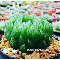 ราคา Haworthia Emerald LED A075 (15817064445)