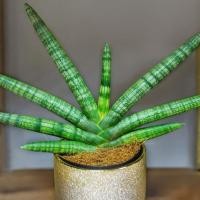 ราคา ว่านงาช้างแคระ Sansevieria Boncel ส่งถอดกระถาง (24419171580)