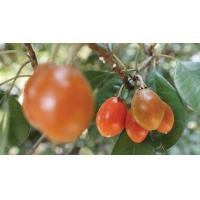 ราคา ต้นละมุดสีดา หรือ ละมุดไทย เสียบยอด มีผลสดเนื้อหวานกรอบ อร่อย คัดต้นสวยๆต้นพันธุ์แข็งแรงพร้อมปลูกค่ะ (21890510160)