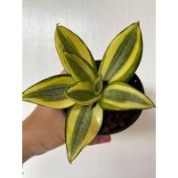 ราคา ลิ้นมังกรแคระ Sansevieria trifasciata Prain กระถาง 4 นิ้ว (16042299420)