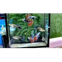 ราคา ปลาหางนกยูงหูช้างโมเสก 2คู่ ผู้2เมีย2 คัดสวยๆ 99บาท โปรปีใหม่ (23532513121)