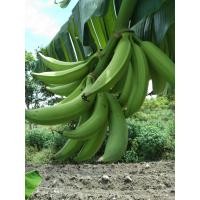 ราคา Tippawanพันธุ์กล้วยงาช้าง 1 หน่อ 109บาท (8864410748)