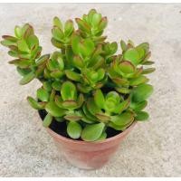 ราคา ต้นมันนี่ ต้นใบเงิน คลาสซูล่า ไม้มงคล ดึงดูดทรัพย์ ต้นจิ๋ว 3 นิ้ว (9192550998)