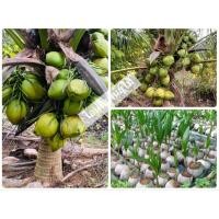 ราคา พันธุ์มะพร้าวแกงชุมพร2 ต้นเตี้ย พันธุ์ลูกดก (14265103142)