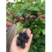 ราคา ต้นมัลเบอรี่หรือต้นหม่อนเบอรี่ ออกตลอดทั้งปี ส่งเป็นต้น (19198472850)