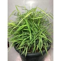 ราคา ต้นไผ่แมว หญ้าไผ่เงิน ไผ่แมว ต้นหญ้าไผ่เงิน ต้นยาแมว ไผ่สำหรับแมว ยาแมว หญ้าให้แมว (17456107248)