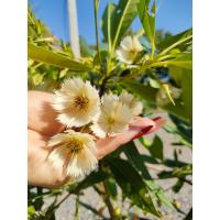 ราคา ต้นกระดิ่งนางฟ้า Khrai yoi ส่งพร้อมกระถาง10นิ้ว กระดิ่งเรียกทรัพย์ กระดิ่งเงินกระดิ่งทอง ไม้มงคลนำโชคความหมายดีก็ (23162578697)