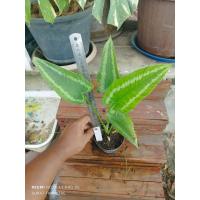 ราคา กวักพระพรหมด่าง ลายสวยๆ ไม้น่าสะสม ไม้สะสม ไม้ด่าง ไม้ประดับ (18225335061)