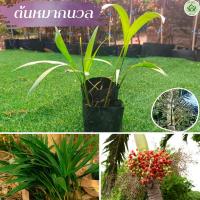 ราคา พร้อมส่ง ต้นหมากนวล เพาะเมล็ด ถุงดำ หมากนวล ต้นหมาก แต่งสวน (17719672364)