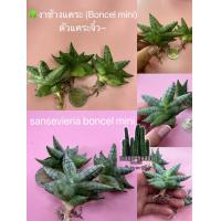 ราคา งาช้างแคระ ชุด3ต้น (10388116615)