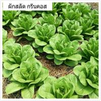 ราคา ผักสลัด กรีนคอส Green Cos ซองละ 200 เมล็ด อินทรีย์ อัตราการงอกสูง พร้อมคำแนะนำการเพาะเมล็ด ราคาประหยัด ส่งไวจากกรุงเทพ (351979229)