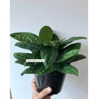 ราคา พลู13ชนิด เจ้าแรก พลูบราซิล พลูฉลุ พลูปีกนก พลูหินอ่อน พลูทอง พลูงาช้าง พลูด่าง พลูหัวใจทอง พลูหัวใจเขียว พลูอินโด พลูแอปเปิ้ล พลูใบเงิน สั่งชำระปลายทาง กรุณารับของจ่ายเงินเพื่อไม่ให้ตีกลับสงสารต้นไม 