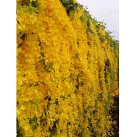 ราคา เหลืองชัชวาลย์ (12574057291)