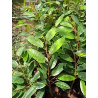 ราคา ต้นทุเรียนชะนีไข่พันธุ์แท้ เสียบยอดแล้วพร้อมปลูก สูง 50 70 ซม พิเศษ สั่ง 10 ต้น แถมฟรี 1 ต้น (7646726616)