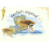 ราคา ปลากัดป่า เบญจรงค์สีเหลือง (24460195621)