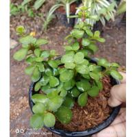 ราคา ต้นคลาสซูล่าหรือต้นเศรษฐีดูดทรัพย์ Crassula Ovata หรือ Jade Plant ไม้ประดับไม้มงคลนิยมปลูกไว้ในบ้าน เพื่อเสริมโชคลาภดูดเงินทองเข้าบ้าน กระถาง5นิ้ว (3367028601)