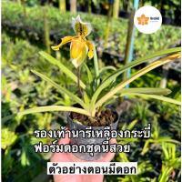 ราคา นิยมเลี้ยง กล้วยไม้รองเท้านารีเหลืองกระบี่ พันธุ์แท้รุ่นฟอร์มดอกสวย (18948304991)