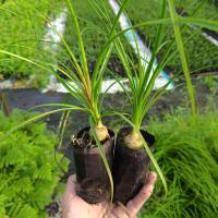 ราคา ต้นกล้าแซ่ม้า แส้หางม้า Beaucarnea recurvata แบบเพาะเมล็ด ใบเรียวสวย (14121625815)