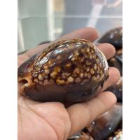 ราคา หอยเบี้ยแก้ (23593305706)