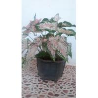 ราคา บอนสีฮกหลง (7405112900)