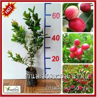 ราคา ต้นมะม่วงหาวมะนาวโห่ ผลสีแดง ต้นมะม่วงหาวมะนาวโห่ ผลสีเขียว ต้นมะม่วงหาว ต้นมะนาวโห่ มะม่วงหาวมะนาวโห่ มะม่วงหาว มะนาวโห่ (1673652597)