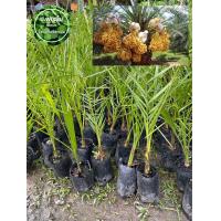 ราคา ต้นอิทผาลัมบาฮี ต้นอินทผาลัม เสียหายเคลมฟรี (20025813923)