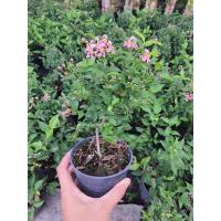 ราคา ต้นเชอรี่แคระ เชอร์รี่แคระ หรือ ซากุระเมืองไทย ออกดอกทั้งปี บอนไซ ต้นไม้แคระ รากเยอะ ขนาด 12 18 ซม พร้อมกระถาง 4 นิ้ว สวยทุกต้น บอนไซเชอรี่แคระ ดอกสีชมพู (8565649002)