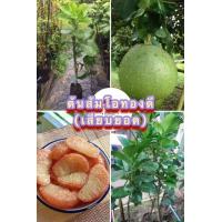 ราคา ต้นส้มโอทองดี เสียบยอด ส้มโอทองดีเป็นส้มโอที่มีรสชาติหวานอมเปรี้ยวนิดๆ เนื้อมีกลิ่นหอมเฉพาะตัว (15213612960)