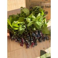 ราคา กิ่งตอนมะเดื่อฝรั่งพันธุ์อิรักกี้ ตัดยอด (23568058429)