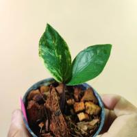 ราคา กวักมรกตด่าง ชำออกราก มีหัวทุกต้น ทุกกระถาง Variegated Zamioculcas zamiifolia ต้นกวักด่าง ZZ Plant กวักด่าง กวักเขียวด่าง (21781104250)