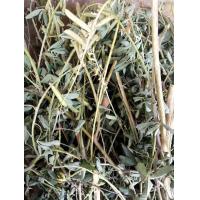 ราคา ต้นคูนป่า ต้นสามใบเถาตากแห้ง50กรัม (24537543931)