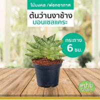 ราคา ต้นว่านงาช้างแคระ Boncel mini ต้นไม้ฟอกอากาศ ต้นไม้จิ๋ว ต้นไม้มงคล ประดับตกแต่งบ้านและสวน (19865726287)