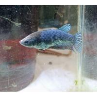 ราคา ปลากัดหม้อแปดริ้ว ลูกไอ้ควาย K3 แม่พันธุ์ หนังดี 1 3 อายุ8ดือน (24512226500)