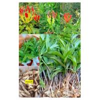 ราคา ต้นดองดึง ชุดล่ะ10ต้น (19767842281)