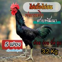ราคา ไข่เชื้อไก่ชน พ่อกระทิง สายพัฒนา ก๋อย ง่อน กัด ทุบ 4 แถม1 (24158862696)