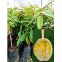 ราคา ต้นทุเรียนชะนีไข่พันธุ์เตี้ยแบบเสียบยอดขนาด 65 75 ซม มีรสชาติ หวาน มันอร่อย (19092992931)