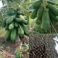 ราคา เมล็ดพันธุ์ มะละกอเตี้ยชุมแพของแท้ บรรจุ 50 เมล็ด (23651452948)