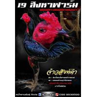 ราคา ไข่ไก่ชน พม่าแข้งหน้า แผลคอ สายเลือดเงินล้าน รับประกันเชื้อ (24517874114)