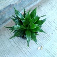 ราคา ต้นวาสนาเก้าชั้น ไม้มงคลฟอร์มสวย ส่งเสริมโชคลาภ (9192455757)