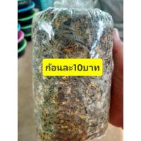 ราคา เชื้อเห็ดโคนน้อย 12 ก้อน 119 บาท แถมฟรี คู่มือการเพาะ (21581084202)