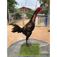 ราคา ไข่เชื้อ 4 ใบ 119 บาท เจ้าแขกดำ พม่าเดินเตะแข้งหน้าห่าฝน คมแม่น ปากไว แข้งไว บู้ ดุดัน พม่าอนาคต (15102311156)