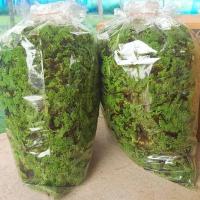 ราคา 1 กิโล แหนแดง แหนแดงเกษตร แหนแดง (22967446918)