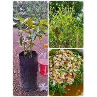 ราคา ต้นผักหวานป่าสีทอง เพาะเมล็ด ผักหวานป่าสีทองยอดเหลือง ลำต้นอวบ 1ถุงมีผักหวาน2 3ต้น พี่เลี้ยงลำใย 1ต้น ต้นพร้อมปลูก (22050140869)