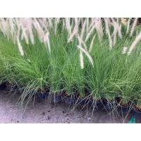 ราคา หญ้าน้ำพุ ต้นหญ้าน้ำพุ หญ้าคาเฟ่ ต้นหญ้าคาเฟ่ หญ้าร้านกาแฟ หญ้าหางขาว หญ้าดอกขาว หญ้าขาวน้ำพุ (20079465955)