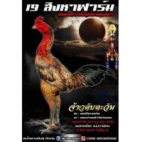 ราคา ไข่เชื้อไก่ชนสุดยอดแข้งหน้า รับประกันเชื้อ (24518772266)