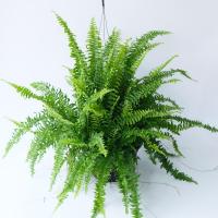 ราคา ต้นเฟิร์นบอสตัน กระถาง 8 นิ้ว ต้นไม้ช่วยฟอกอากาศ (14724621846)