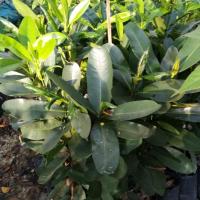 ราคา ต้นกระทิง สูง80 100ซม ชุด2ต้น (5516526640)