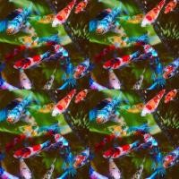 ราคา ปลากัดนีโม่ตัวเมีย มีหลากหลายสีสัน เลี้ยงรวมได้ (24507429609)